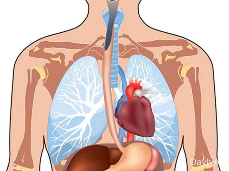 İnsan Orqanları Haqqında Ətraflı Məlumat | İnsan Bədəni və Orqan Sistemləri