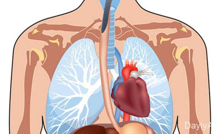insan orqanlari haqqinda melumat