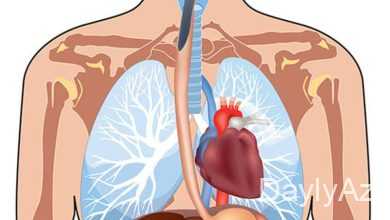 insan orqanizmi haqqinda melumat
