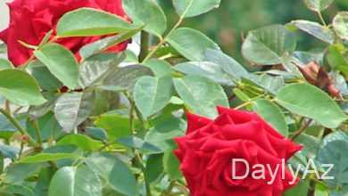 qizil gul haqqinda melumat