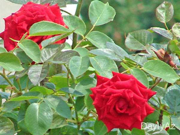 qizil gul haqqinda melumat