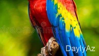 tutuqusu haqqinda melumat