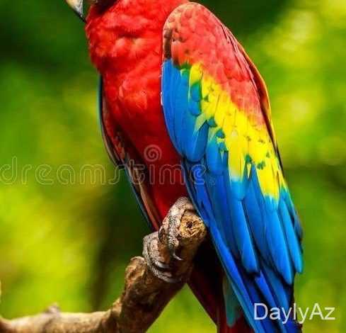 tutuqusu haqqinda melumat