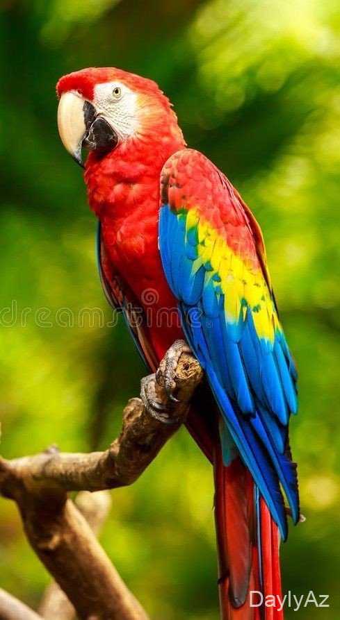 Tutuqusu Quşu – Morfologiyası, Davranışı, Qidalanması və Baxımı