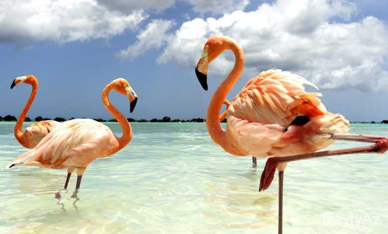 flaminqo haqqinda melumat