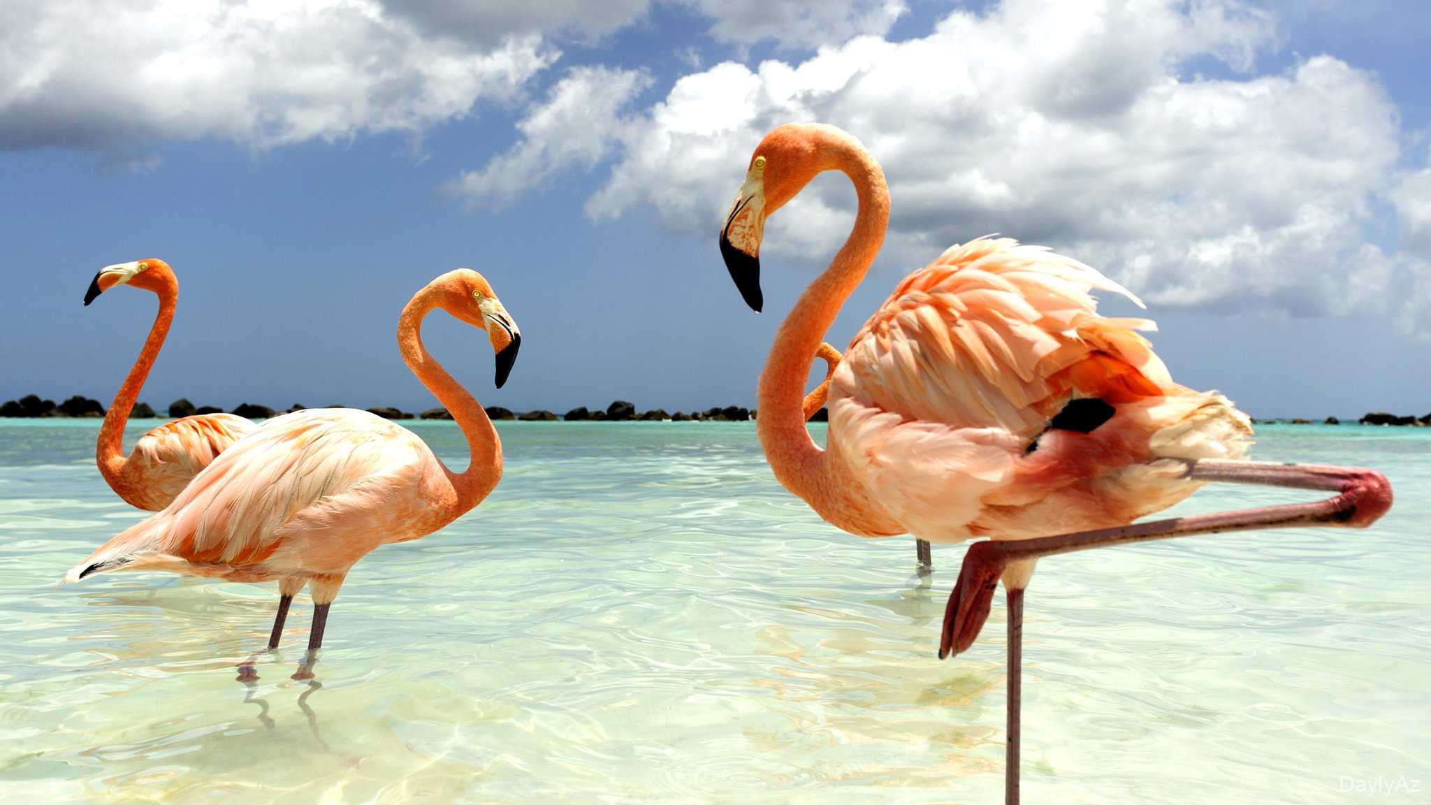 Flaminqo Haqqında Məlumat – Yaşayış Mühiti, Qidalanması və Maraqlı Faktlar