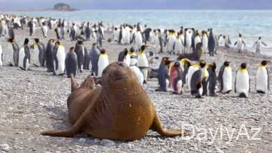 antarktida materikinin tebieti ve heyvanat alemi