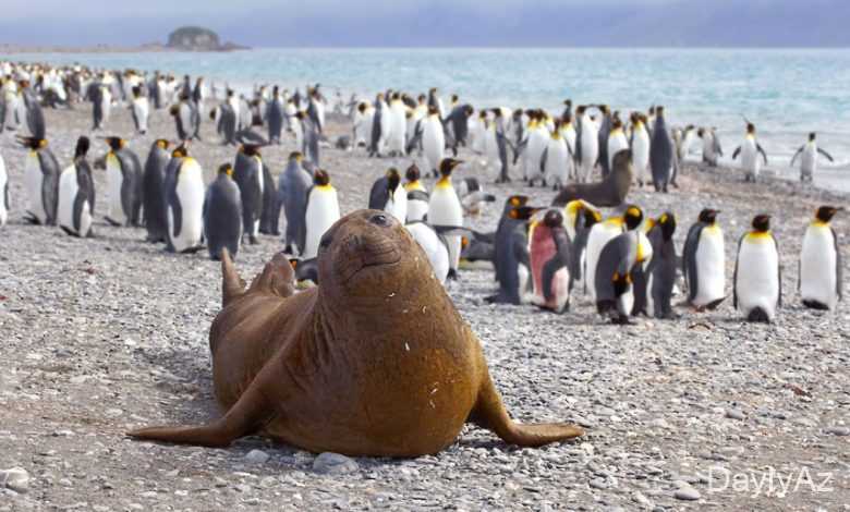 antarktida materikinin tebieti ve heyvanat alemi