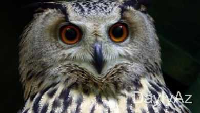 bayqus haqqinda melumat