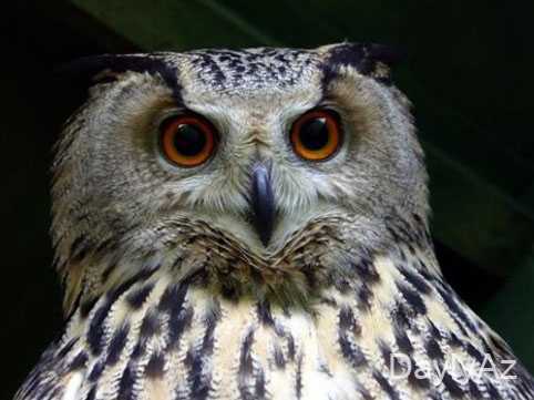 bayqus haqqinda melumat