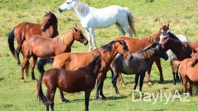 atlar haqqinda melumat