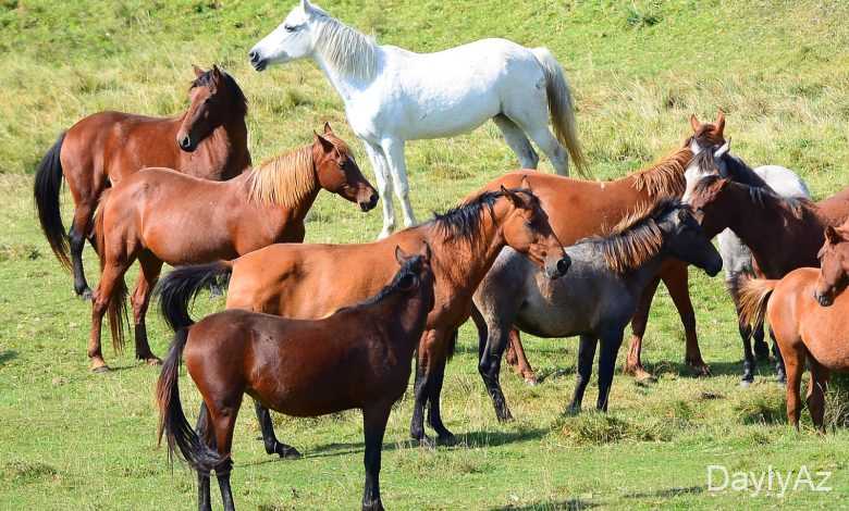 atlar haqqinda melumat