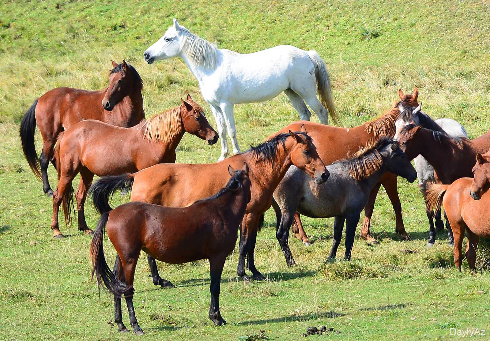 Atlar haqqinda melumat – Tarixi, cinsləri və baxımı