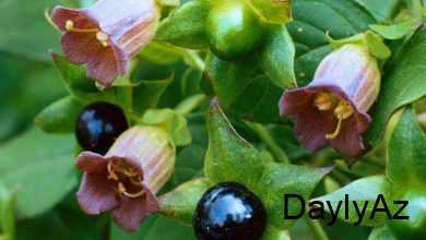 xanim otu haqqinda melumat