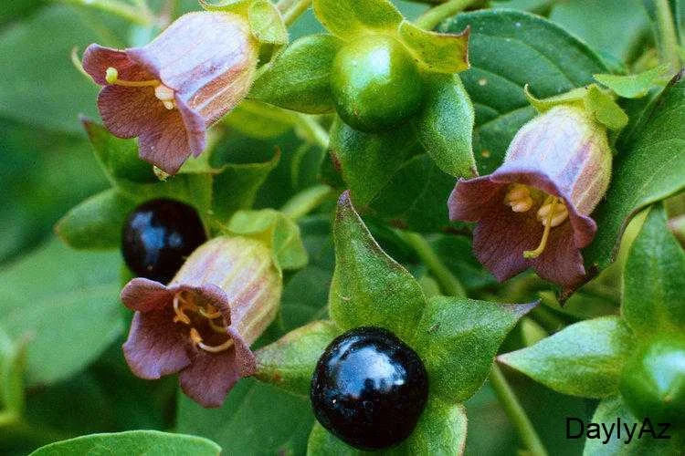 Xanim Otu (Alchemilla vulgaris) – Qadın Sağlamlığı və Təbii Faydalar