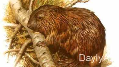 qunduz yuvasi haqqinda melumat