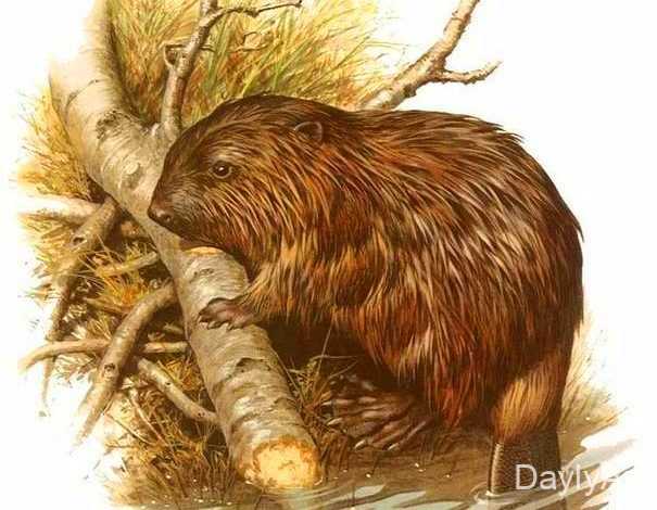 qunduz yuvasi haqqinda melumat