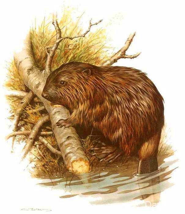 Qunduz Yuvası: Təbiətin Mühəndislik Möcüzəsi və Ekoloji Rolu