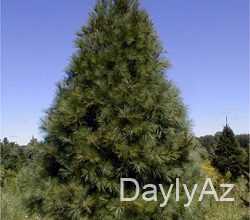 sam agaci haqqinda melumat