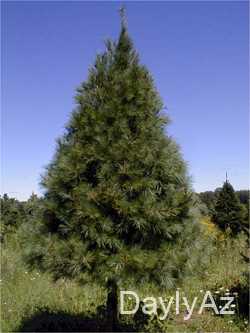 sam agaci haqqinda melumat