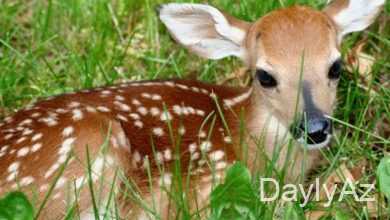 ceyran haqqinda melumat