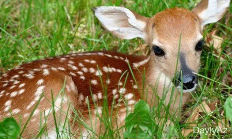 ceyran haqqinda melumat