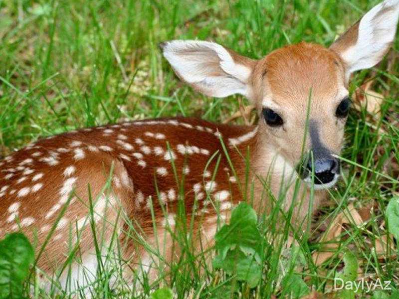 Ceyran Haqqında Tam Bələdçi: Həyatı, Davranışı və Qorunması