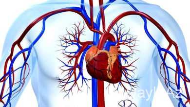 qan damar sistemi haqqinda melumat