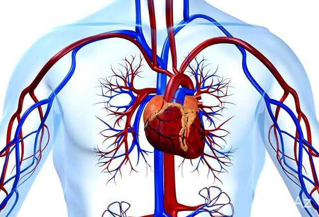 Qan Damar Sistemi – Arteriya, Vena və Kapilyar
