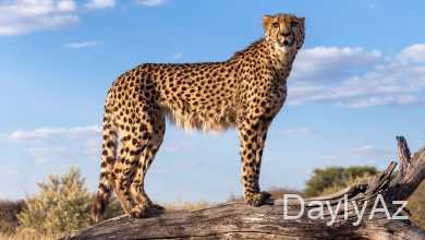 çita haqqinda melumat