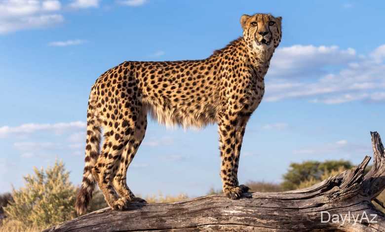 çita haqqinda melumat