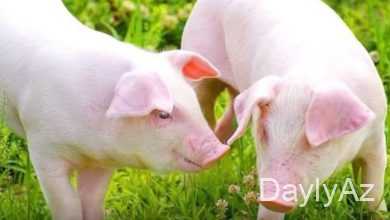 donuz haqqinda melumat