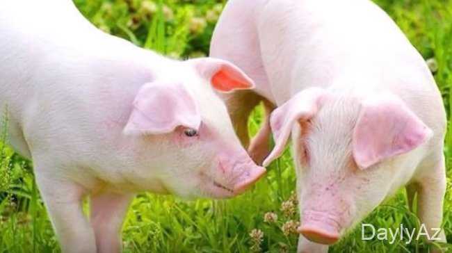 donuz haqqinda melumat