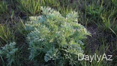 yovşan haqqinda melumat