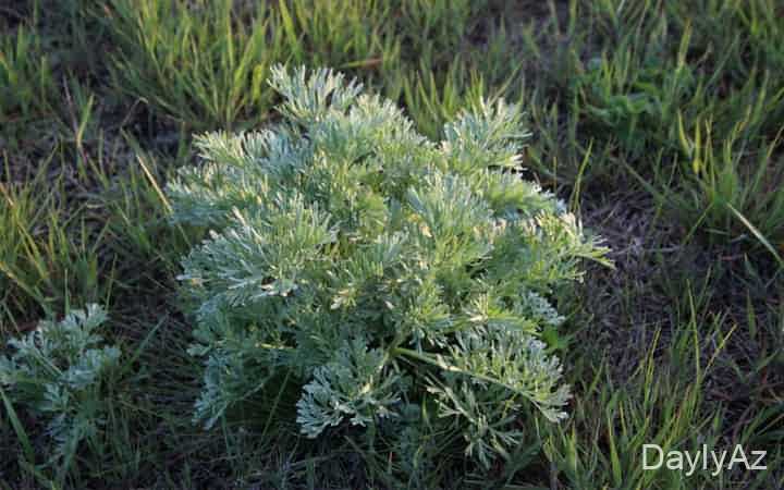 yovşan haqqinda melumat