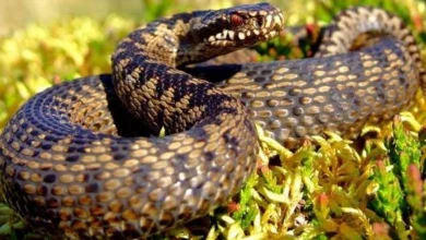 gurze haqqinda melumat