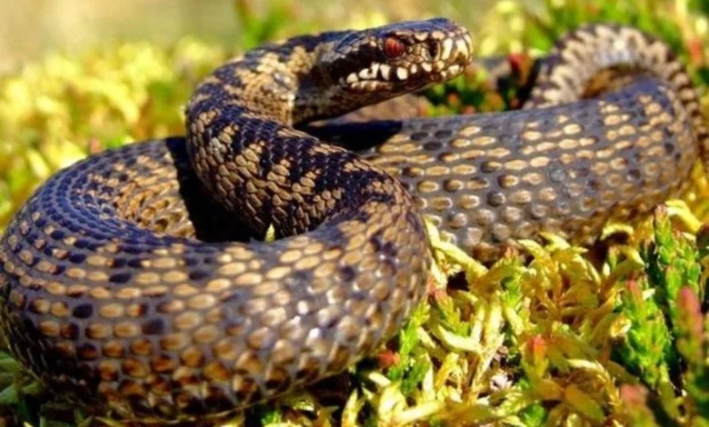 gurze haqqinda melumat