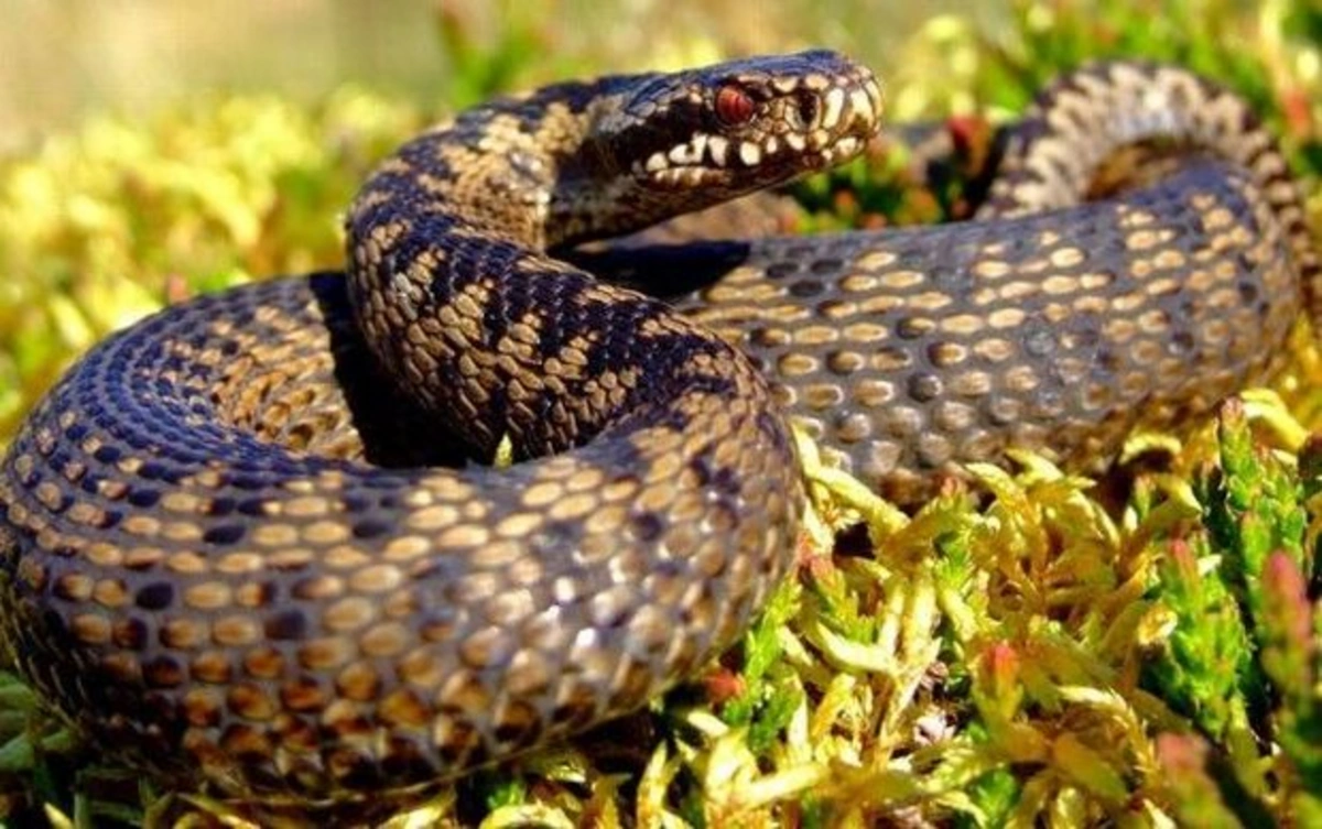 Gürzə İlanı: Həyatı, Zəhəri və Təbiətdəki Rolu | Tam Bələdçi