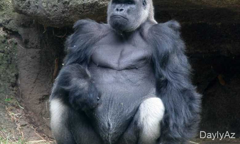 meymun haqqinda melumat