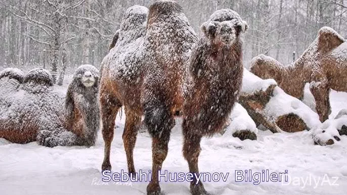 Dəvə Haqqında Ətraflı Məlumat – Növləri, Xüsusiyyətləri və Maraqlı Faktlar