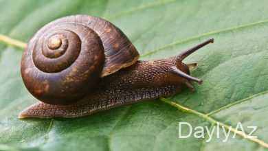 ilbiz haqqinda melumat