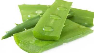 aloe bitkisi haqqinda melumat