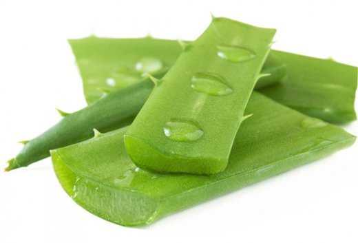 aloe bitkisi haqqinda melumat
