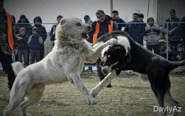 Tanışını iti döyüşdə uduzduğu üçün güllələyib 
							 – Yevlaxdakı insidentin təfərrüatı