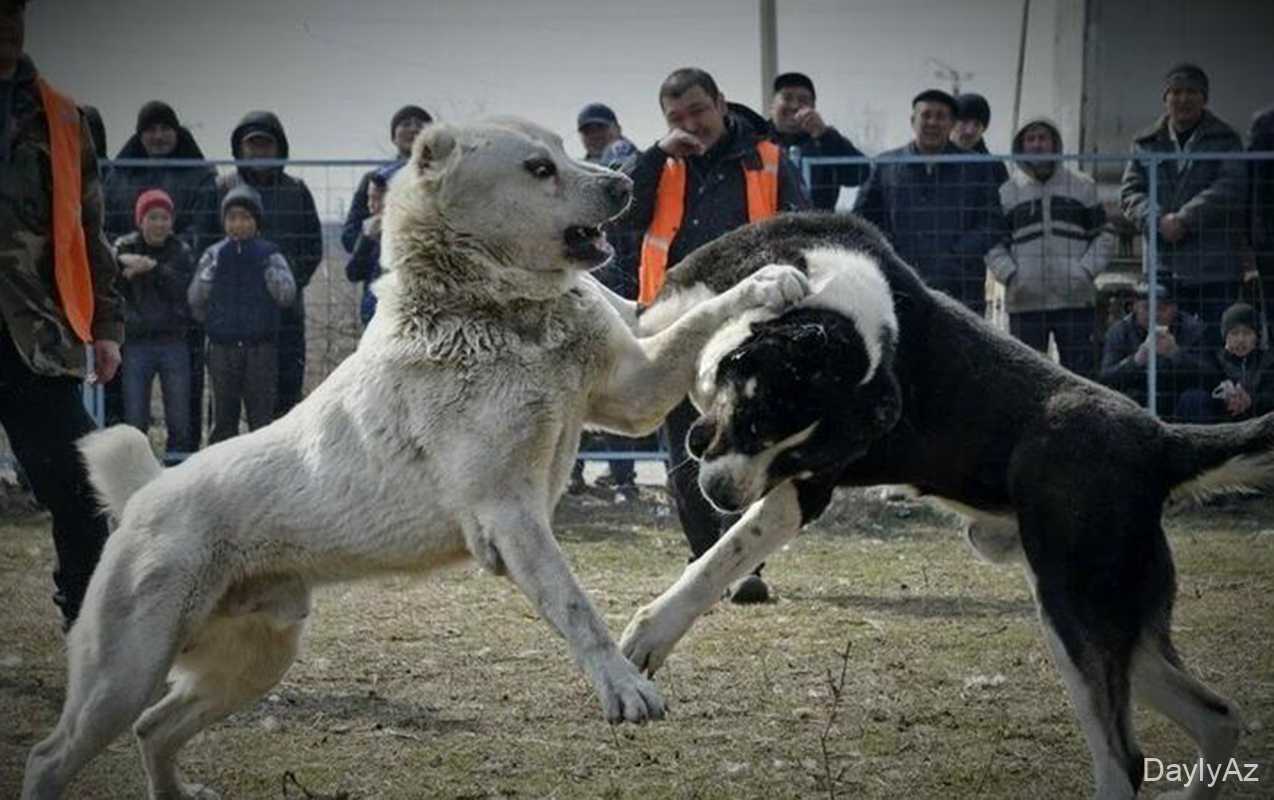 Tanışını iti döyüşdə uduzduğu üçün güllələyib 
							 – Yevlaxdakı insidentin təfərrüatı
