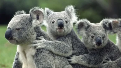 koala haqqinda melumat
