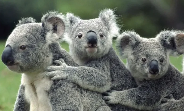 koala haqqinda melumat