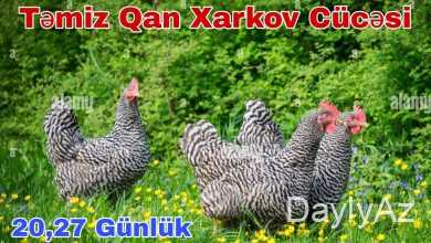 xarkov toyuqlari haqqinda melumat