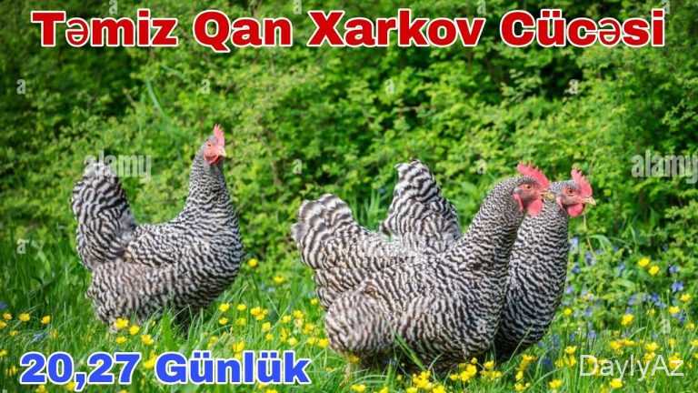 Xarkov Toyuqları: Tam Bələdçi, Baxım, Yumurta Verimi və Sağlamlıq
