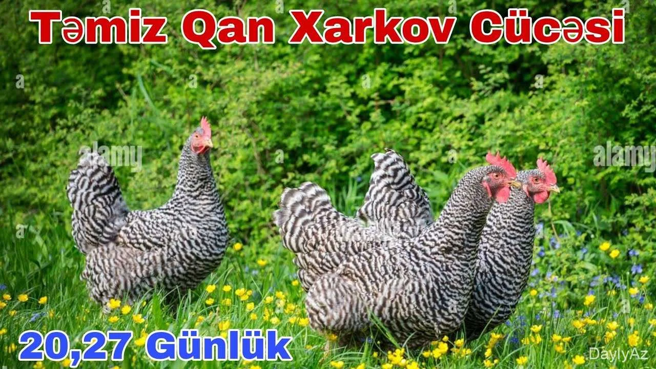 Xarkov Toyuqları: Tam Bələdçi, Baxım, Yumurta Verimi və Sağlamlıq